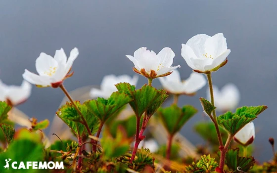 Các bài thuốc đông y