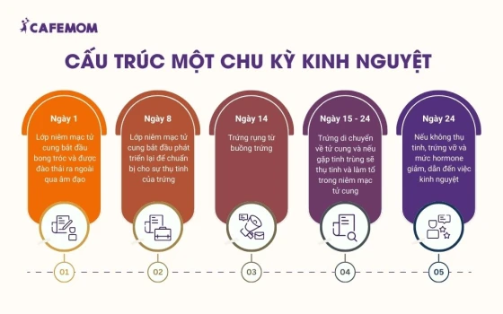 Cấu trúc một chu kỳ kinh nguyệt điển hình