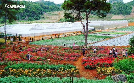 Chimi Farm là một trang trại nơi trẻ em có thể học cách trồng trọt và chăm sóc động vật