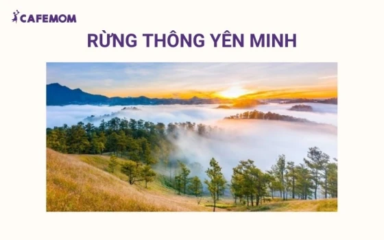 Rừng Thông Yên Minh được mệnh danh là 