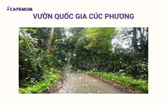 Cúc Phương là vườn quốc gia đầu tiên của Việt Nam